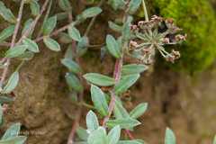 Androsace lanuginosa